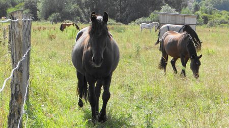 Pension pour Chevaux